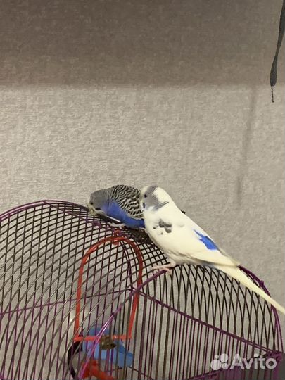 Волнистый попугай