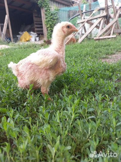 Цыплята бройлера