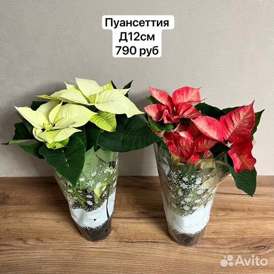 Пуансеттия рождественская звезда