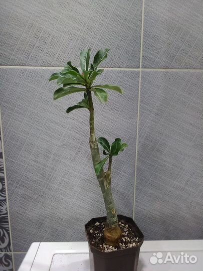 Сортовые адениумы