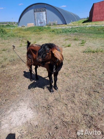 Нубийский козел