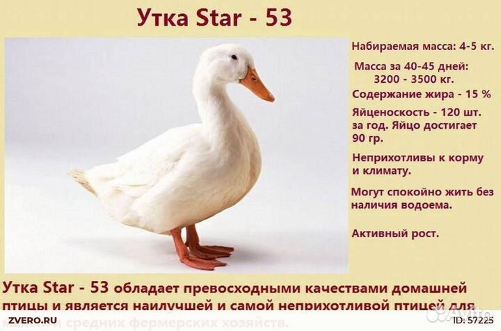 Утята стар 53,ст-5