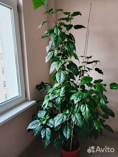 Комнатные цветы