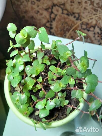 Кализия зелёная