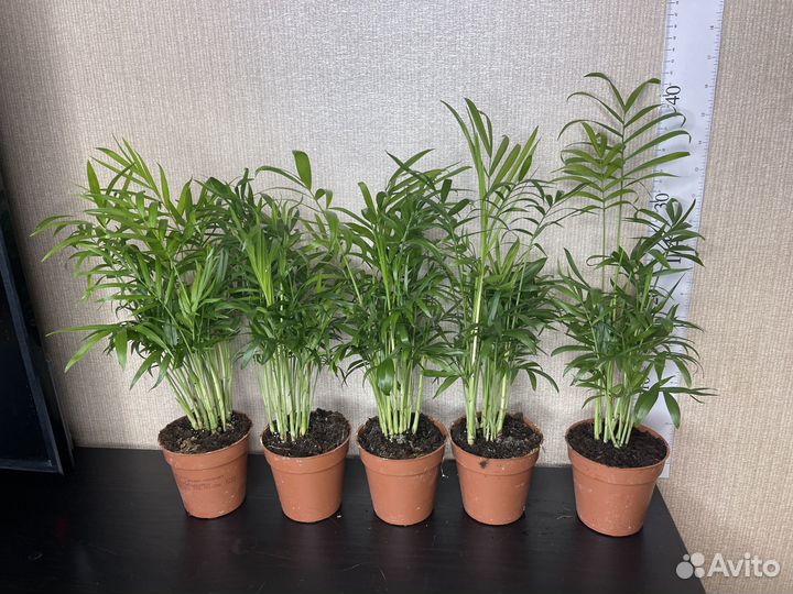 Пальма хамедорея комнатные цветы