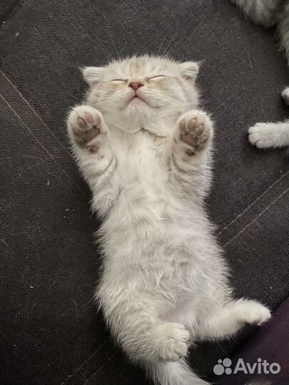 Шотландская вислоухая кошка