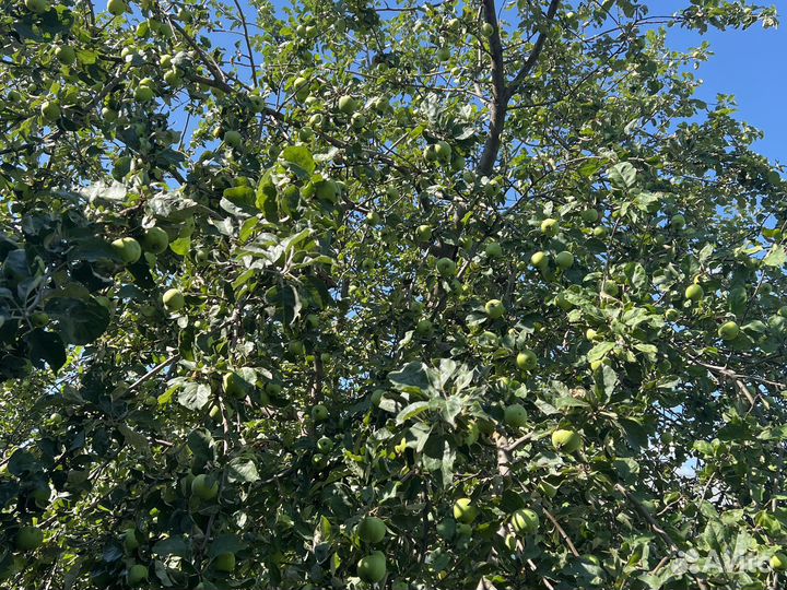 Яблоки, вкусные спелые, садовые