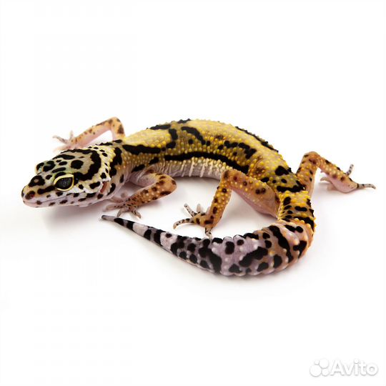 Пятнистый леопардовый эублефар