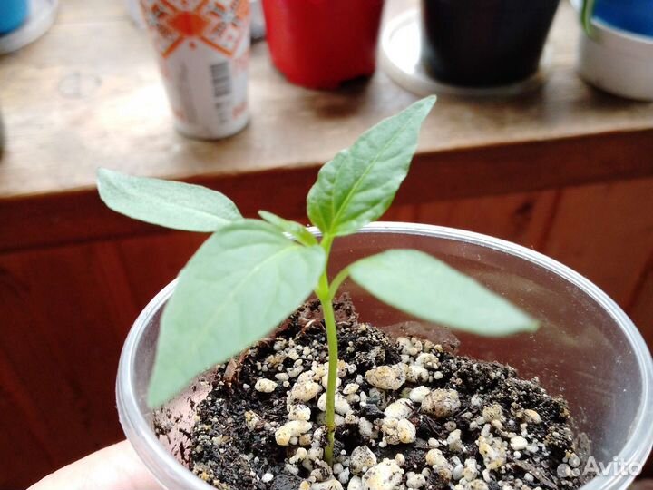 Рассада комнатных перцев