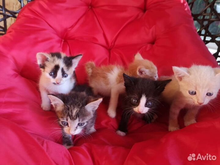 Котята в добрые руки