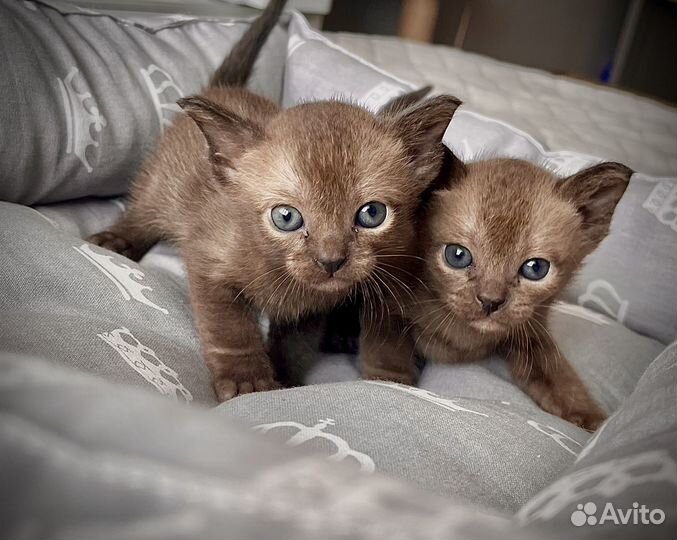 Бурманские котята
