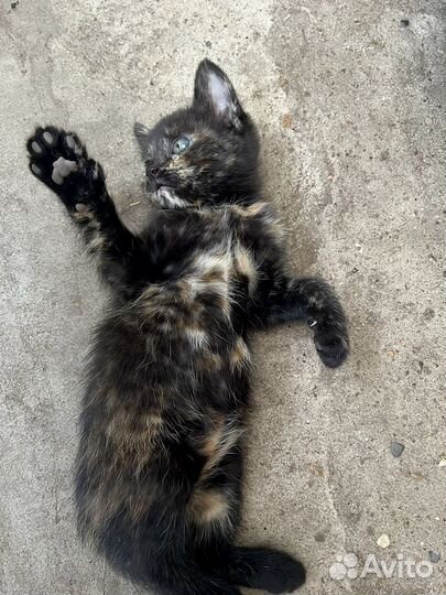 Котенок