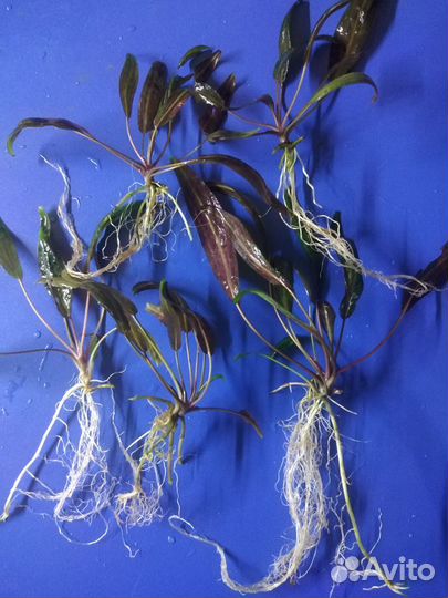 Криптокарина