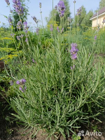 Лаванда саженцы
