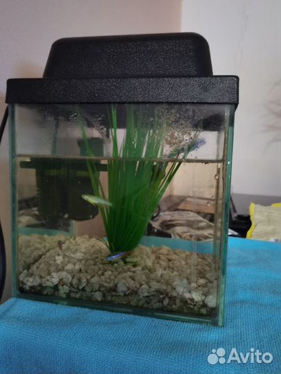 Аквариумные рыбки