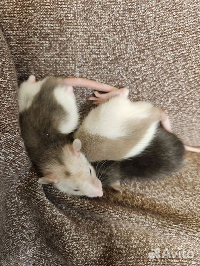 Декоративная крыса