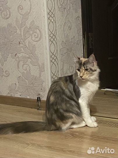 Кошка мейкун бесплатно