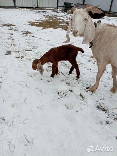Козье молоко