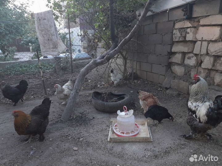 Куры и цыплята домашние