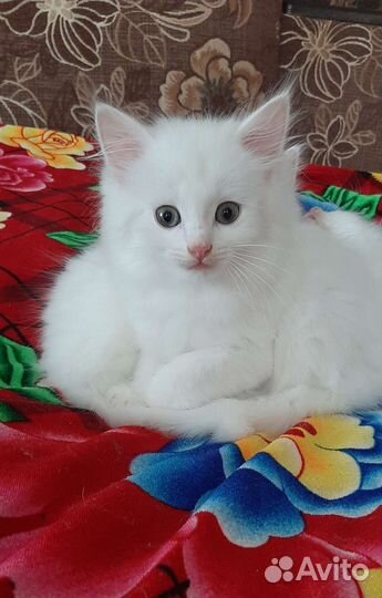 Котик