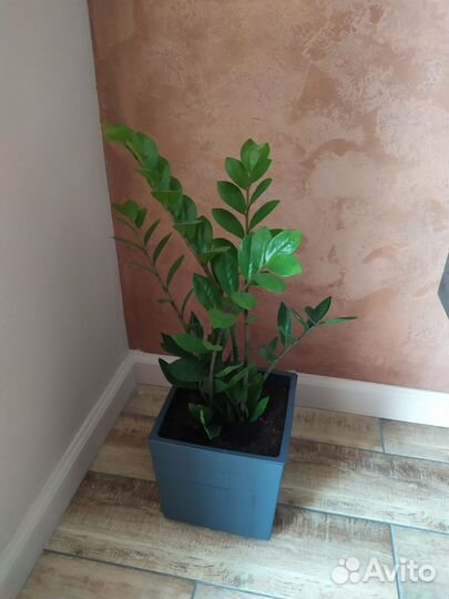 Замиокулькас