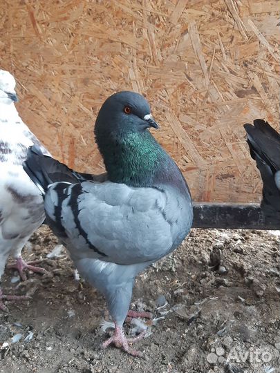 Голуби