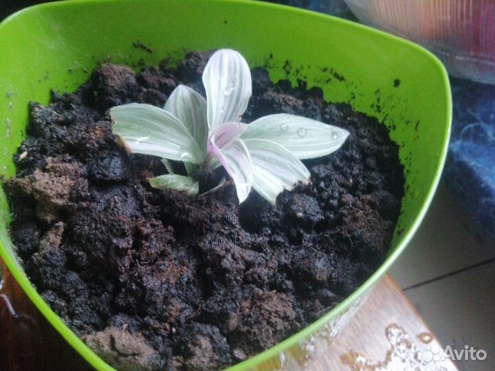 Комнатное растениеТрадесканция