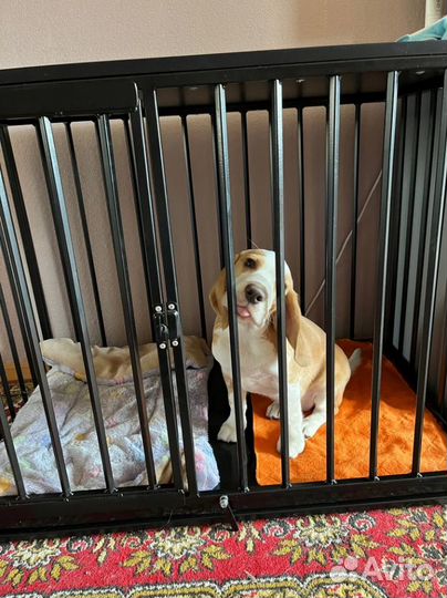 Клетка для собак антивандальная