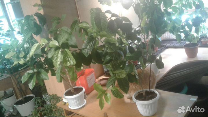 Комнатный лимон Новогрузинский 1.2м. Доставка