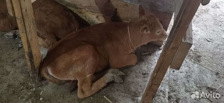 Продам корову