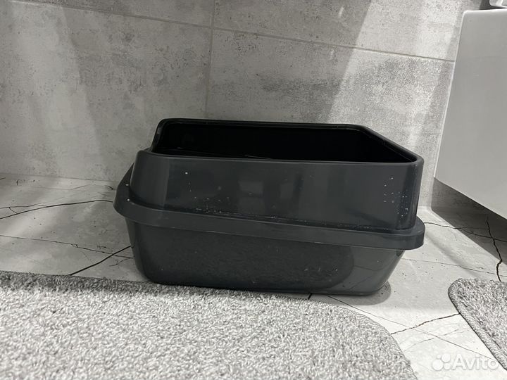 Кошка британская