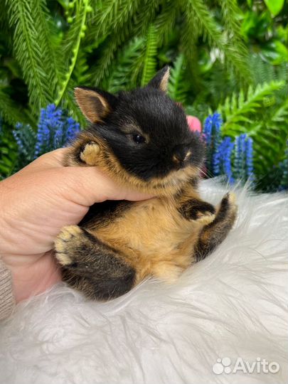 Элитные мини кролики