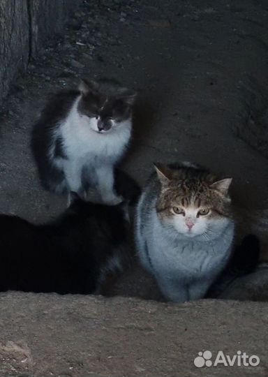 Котик в добрые руки