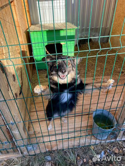 Небольшой пёсик в добрые руки