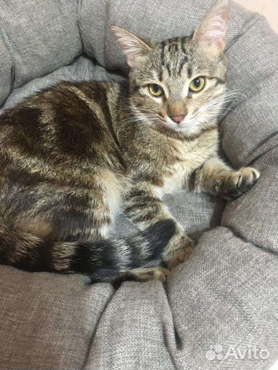 Кошка в добрые руки