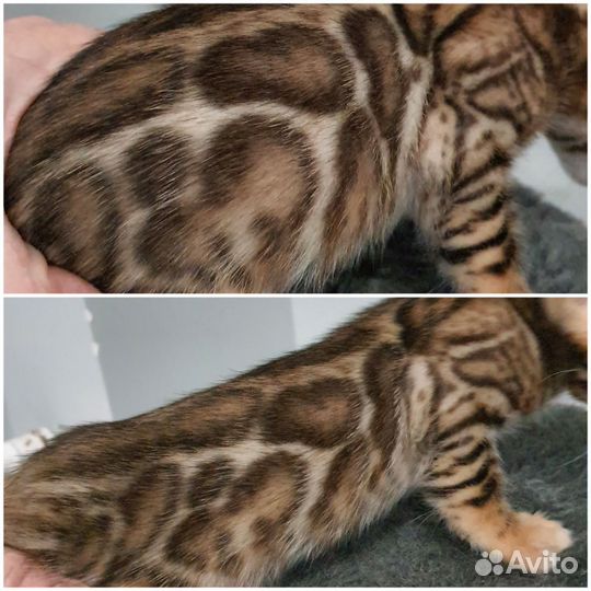 Бенгальские котята