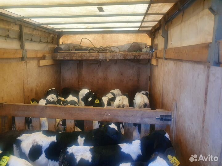 Телята бычки на откорм бесплатная доставка