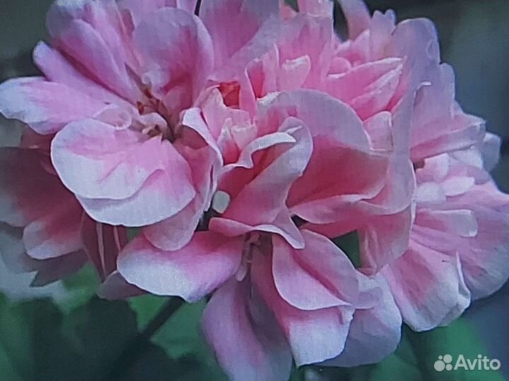 Срез сортовых пелларгоний