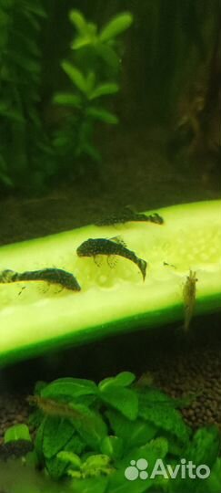 Аквариумные рыбки