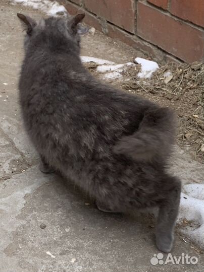 Молодая кошечка