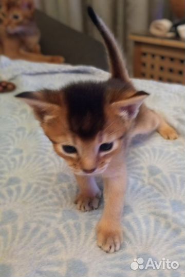 Абиссинские котята