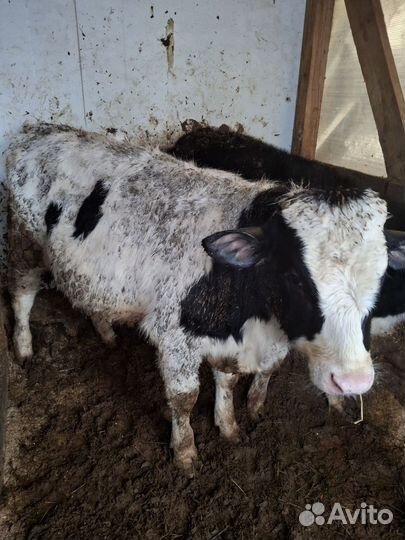 Бычок сементал