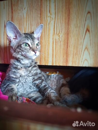 Донской сфинкс котята