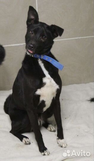 Песик Диего в добрые руки