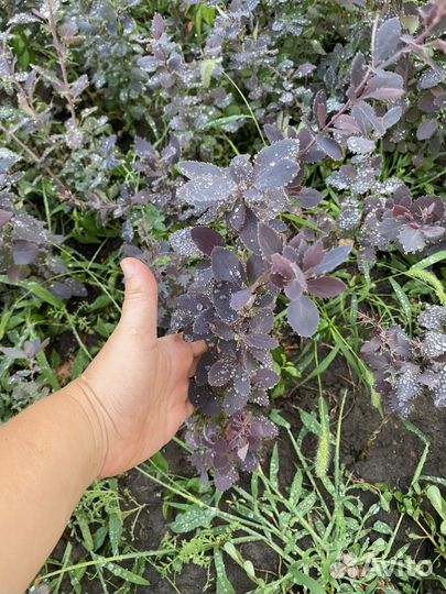 Барбарис красный