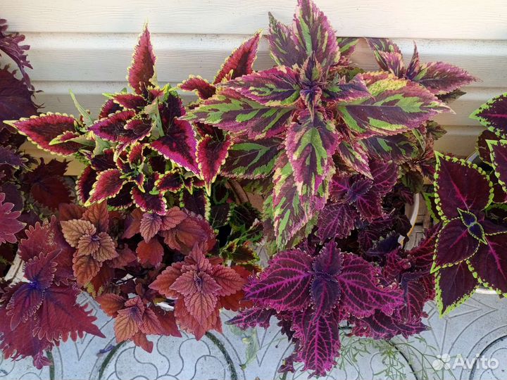 Колеус, алое вера, толстянка