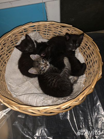 Котята в добрые руки