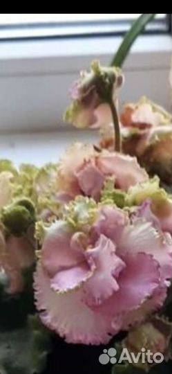 Фиалка, маленькие детки и укорененные листики