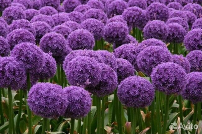 Афлатунский лук