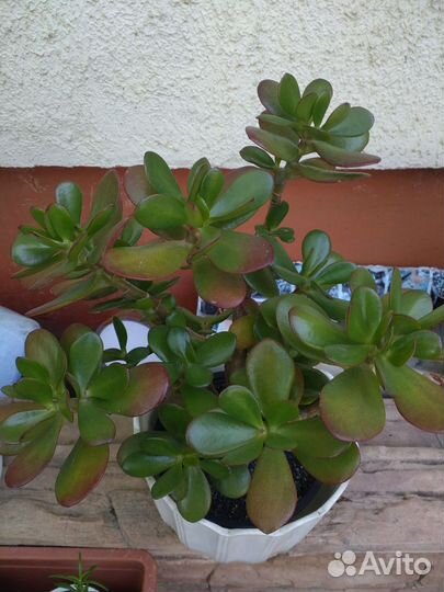 Папоротник,толстянка,сингониум